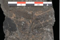 Foto (Detailansicht) von Blechnum sp.  (NHMW-GEO-2024-0188-10530)